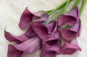 Калла в домашних условиях: советы по выращиванию